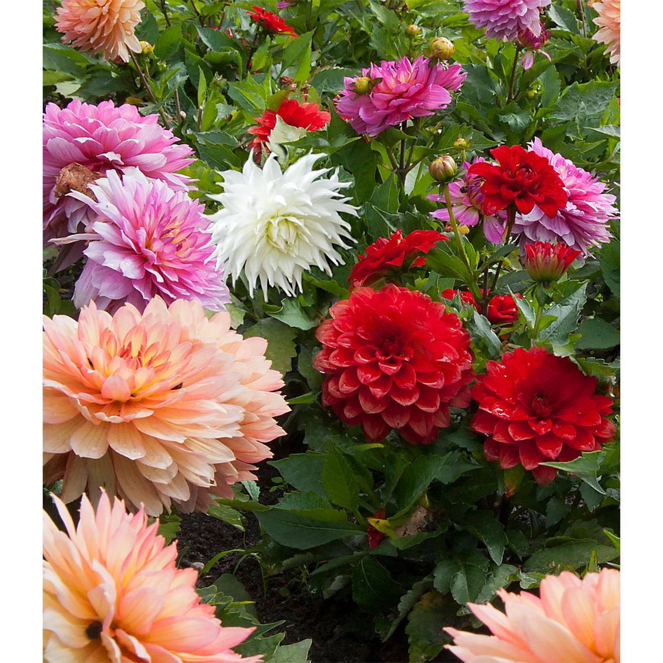 Mixed Dahlias - 9 root divisions