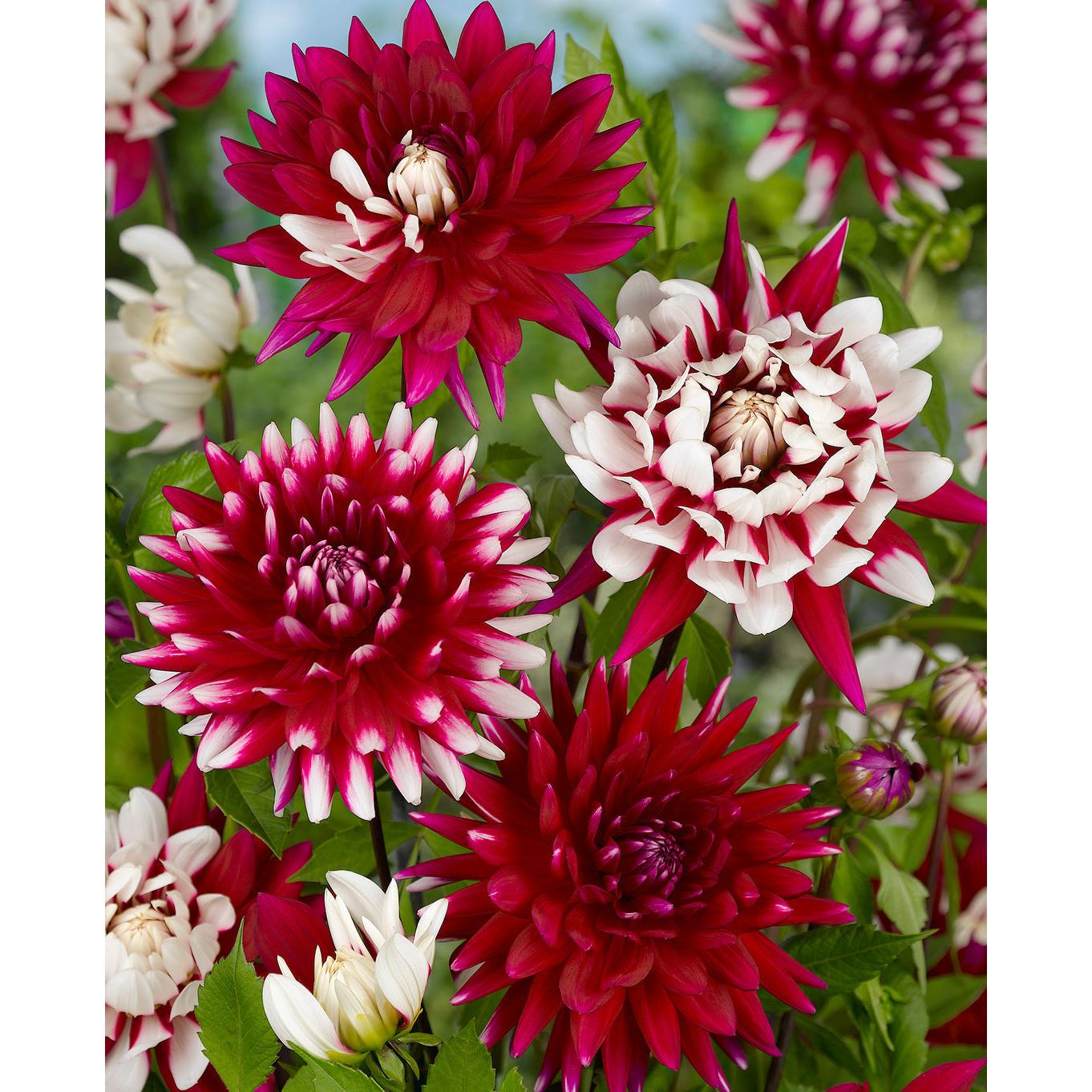 Rebecca's World Decorative Dahlia - 3 root divisions