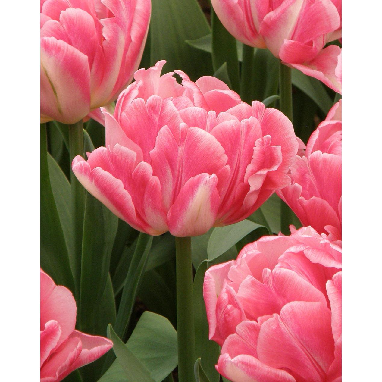 Foxtrot Paris Double Early Tulip - 10 bulbs