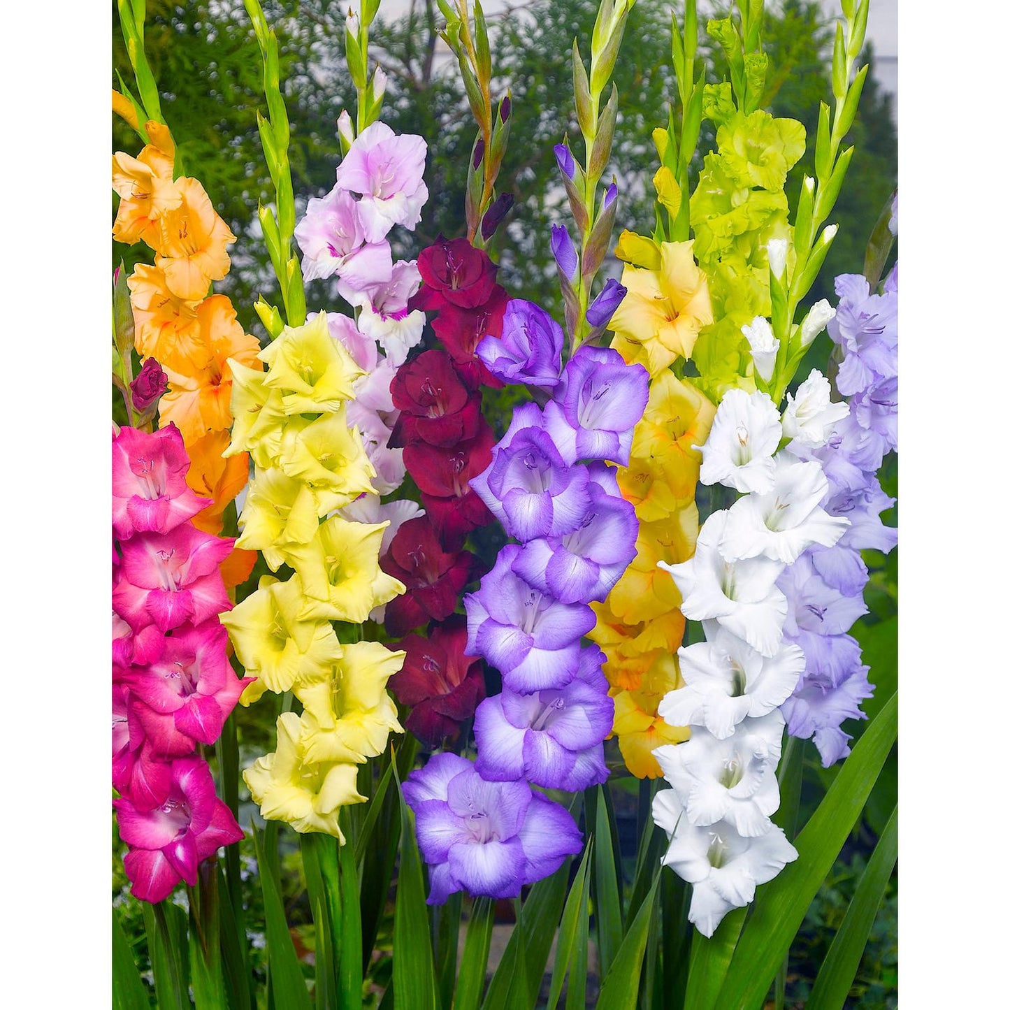 Mixed Gladiolus - 15 bulbs