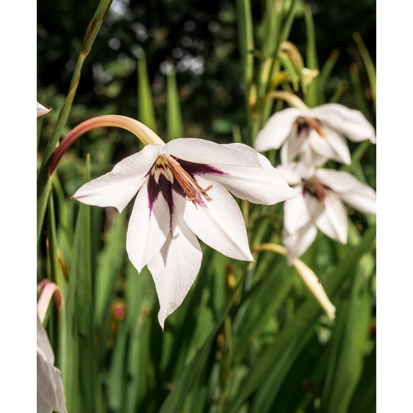 Orchid Glads - 25 bulbs