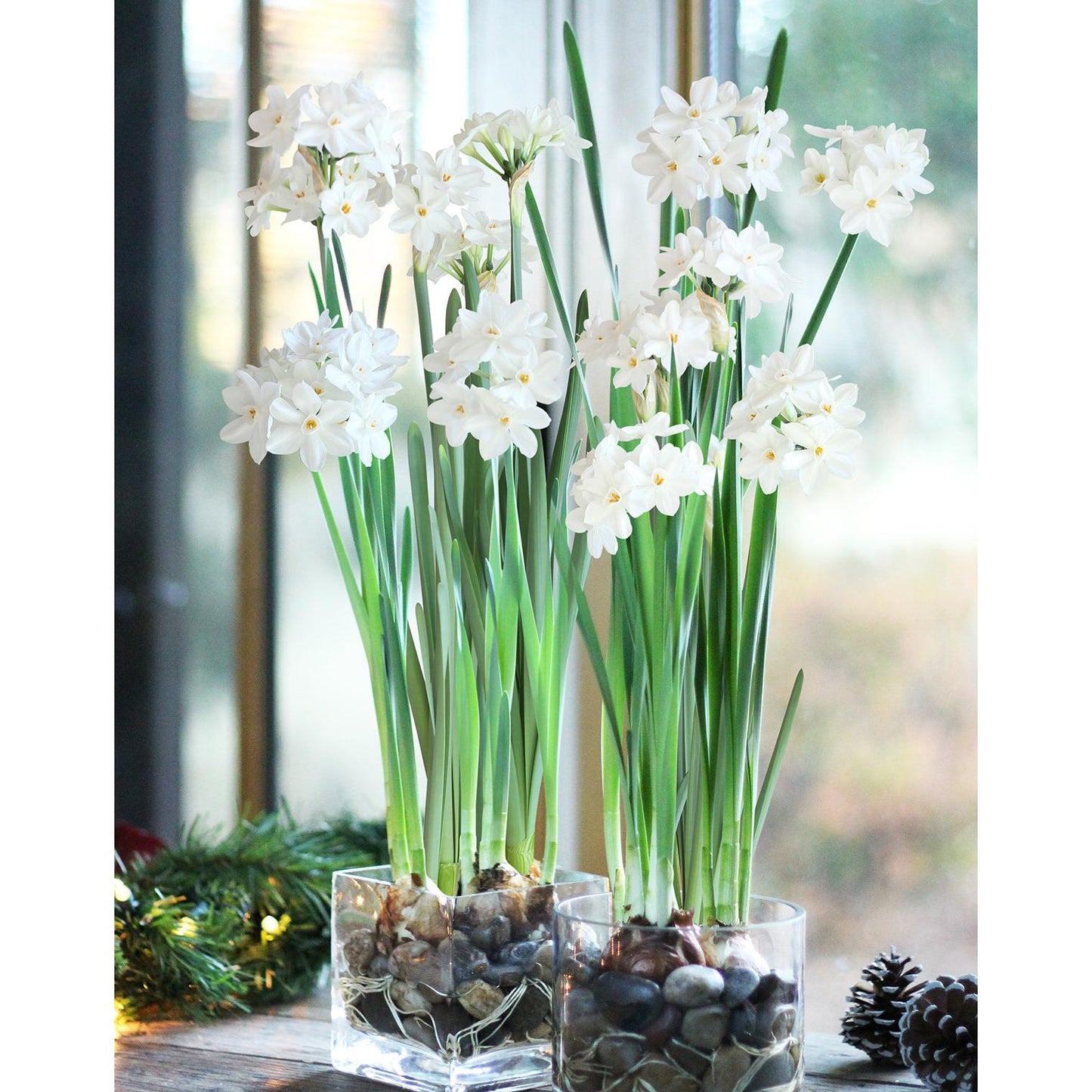 Ziva Paperwhites - 10 bulbs