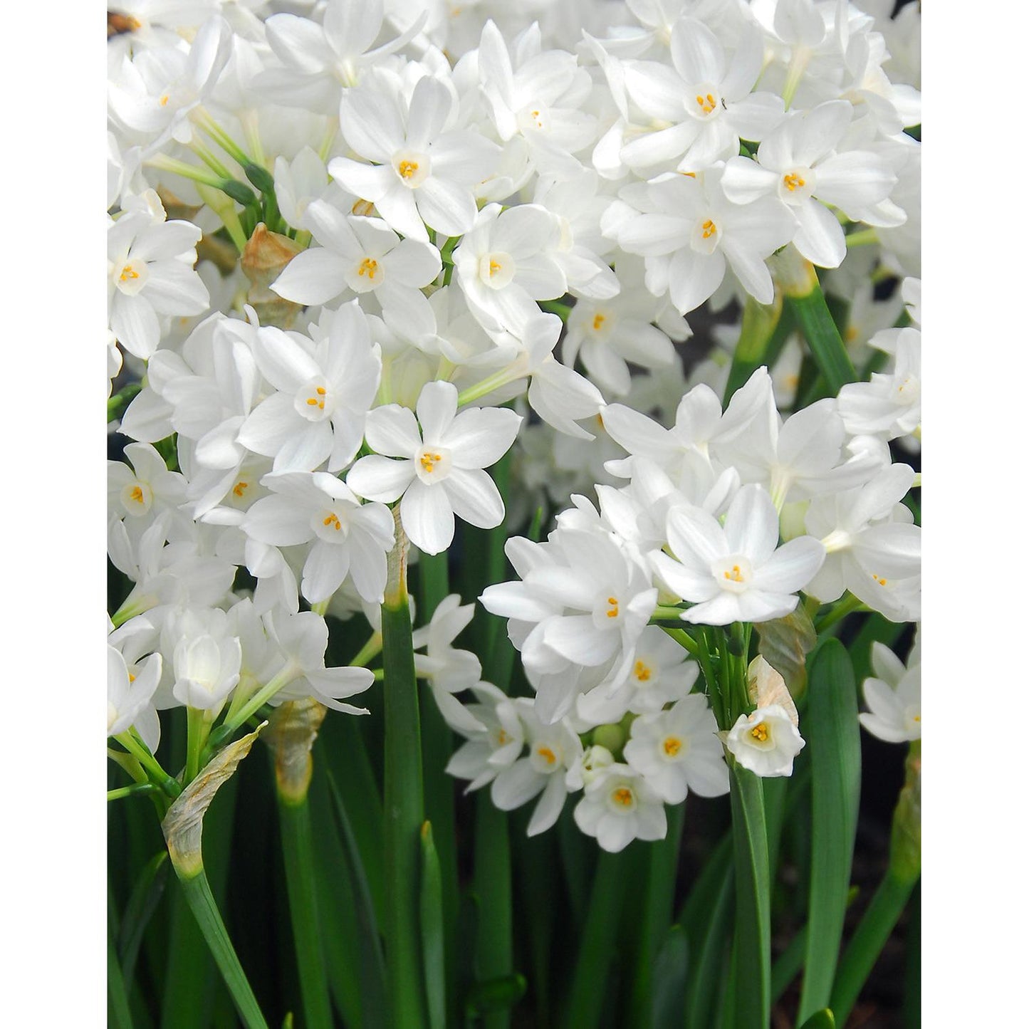 Ziva Paperwhites - 10 bulbs
