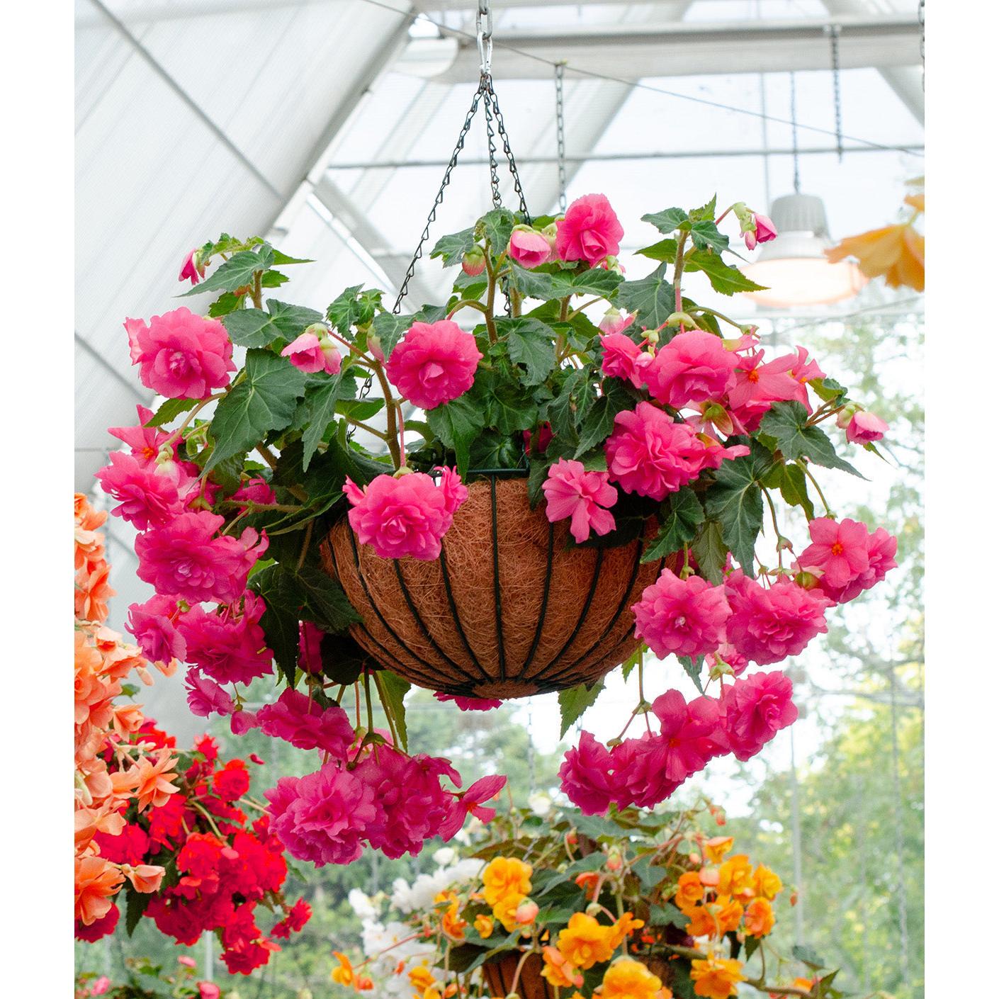 Pink Hanging Basket Begonia - 3 tubers