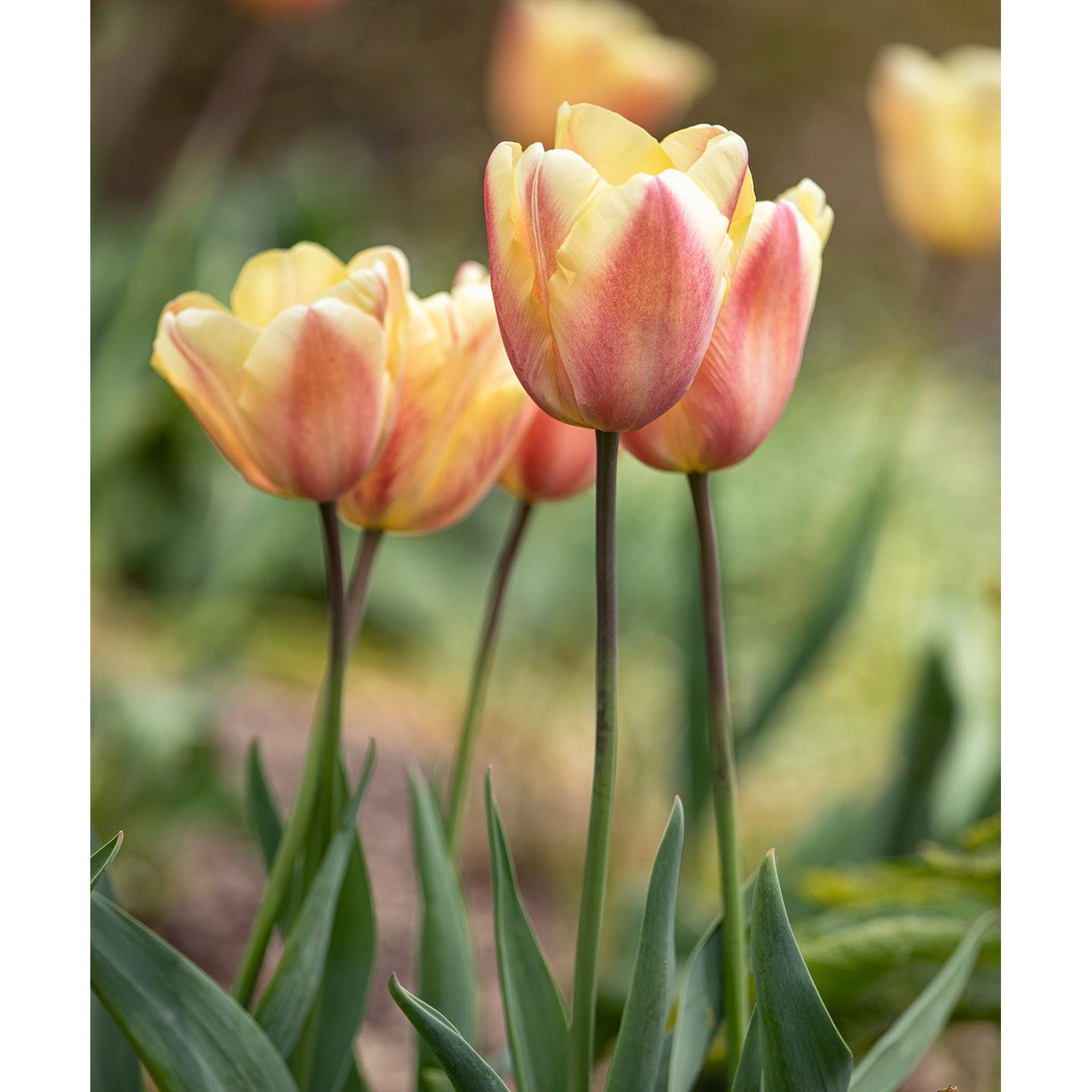 Apricot Foxx Triumph Tulip - 10 bulbs